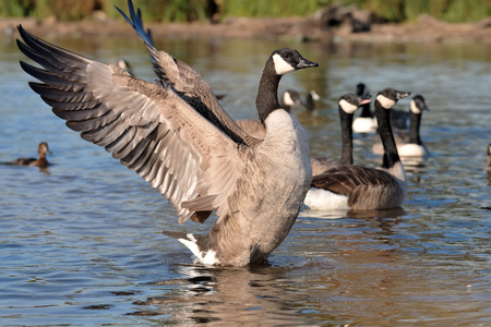 Canada goose