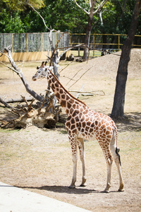 在动物园里的长颈鹿