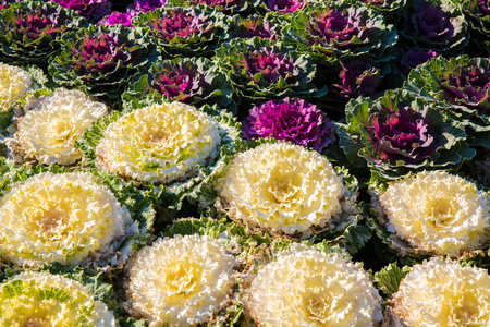 花园里的白菜花园里的白色和粉红色白菜照片