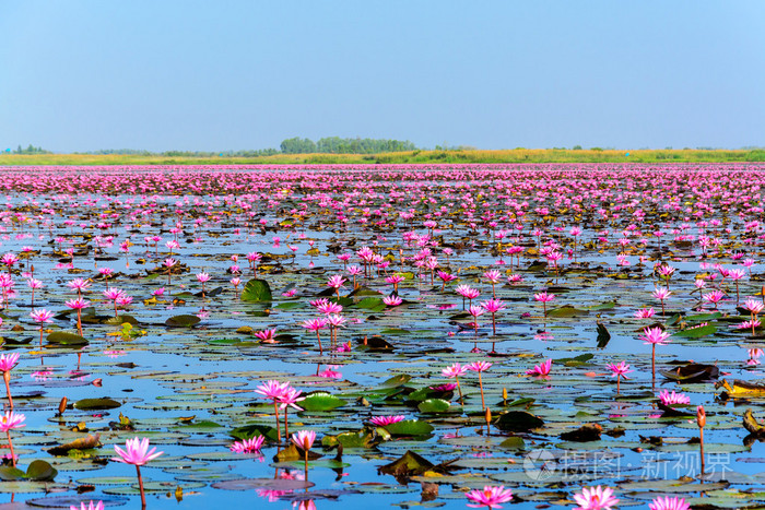 在泰国udonthani的粉红色莲花之海