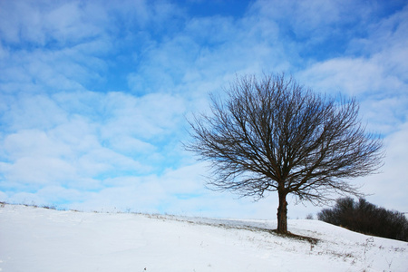 寂寞的冬树