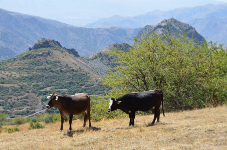 在亚美尼亚山区牧场上的牛