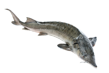 白鲟中的生鲟照片