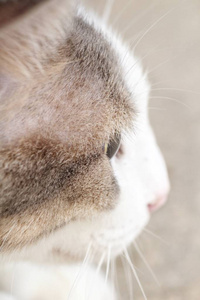 可爱毛茸茸的猫侧面看, 特写照片