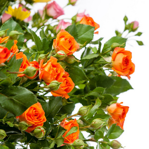 一束美丽的橙色玫瑰的特写镜头。孤立对 whi