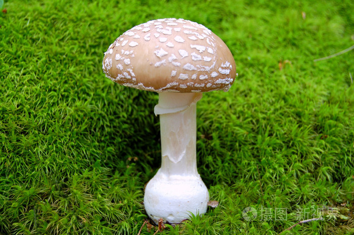 蘑菇蘑菇状物蘑菇形物体女用蘑菇形草帽暴发户