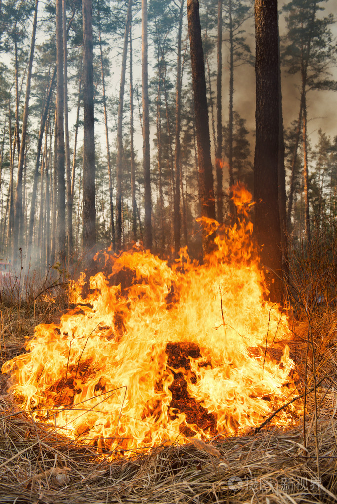 大森林火灾火焰