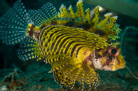 短鳍狮子鱼在哥伦，印度尼西亚水下照片 Dendrochyrus brachypterus