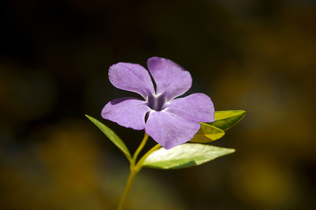 蓝色的花