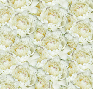 白牡丹鲜花背景