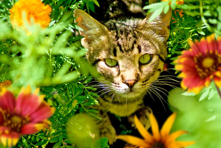 花猫的图片图片