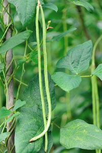 长豆植物