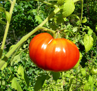 成熟的红番茄