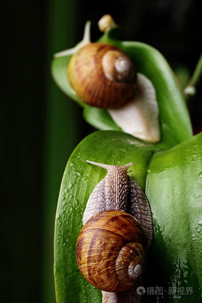 蜗牛一家.小蜗牛的母亲和父亲蜗牛.analogy.concept 的家庭.