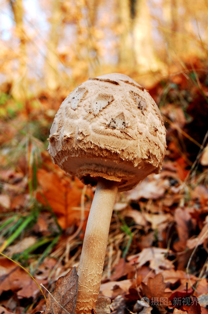 蘑菇蘑菇状物蘑菇形物体女用蘑菇形草帽暴发户