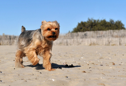 海滩上的约克郡猎犬