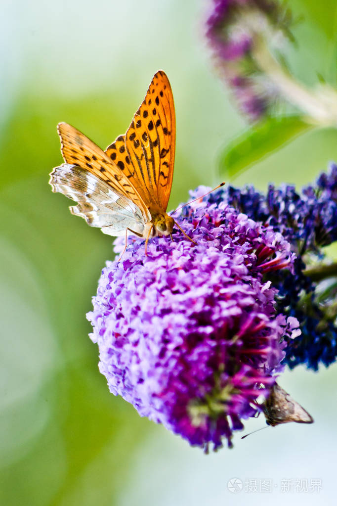 只黄色的蝴蝶躺在美丽的紫色花