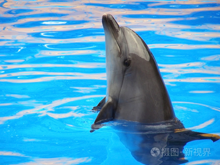 蓝色海水中的海豚