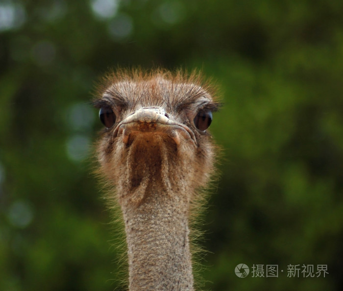 鸵鸟逃避现实的人