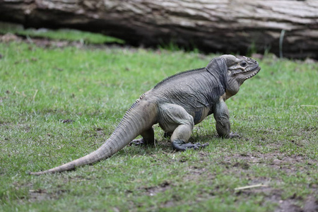 犀牛鬣蜥，cyclura 枸