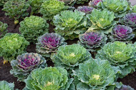白菜花图片 白菜花素材 白菜花插画 摄图新视界 白菜花图片 白菜花素材 白菜花插画 摄图新视界