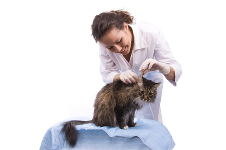 兽医体检猫图片