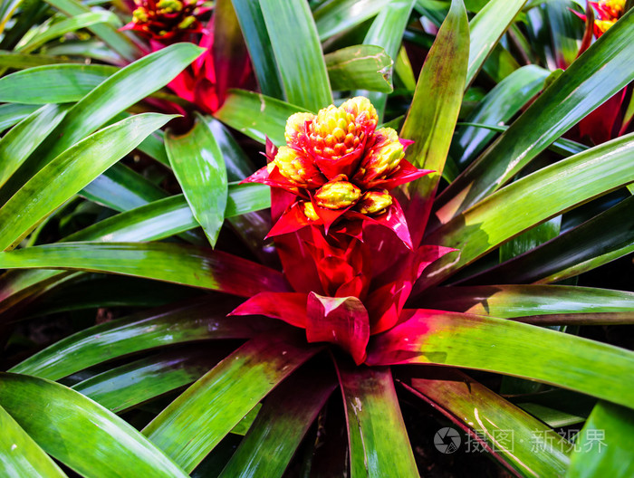 红色菠萝花