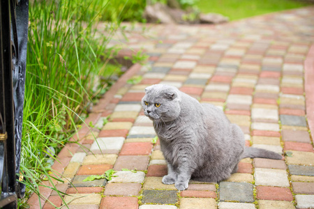 灰色苏格兰折耳猫猫坐在花园里的彩色路面