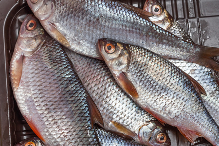 鲮鱼摄影图-鲮鱼图片大全-鲮鱼照片-摄图新视界