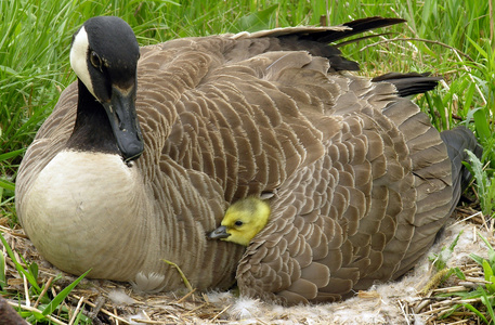 加拿大鹅Branta canadensis