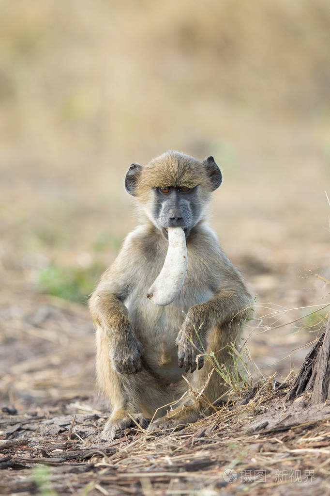 南非狒狒与花青素博茨瓦纳