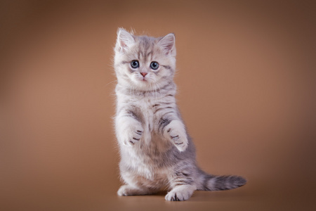 灰色的虎斑猫苏格兰小猫