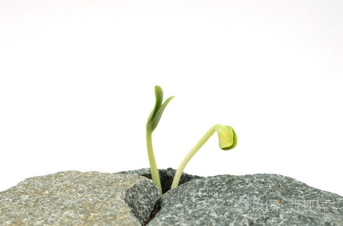 两颗新芽在石头上