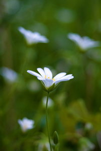 草甸花