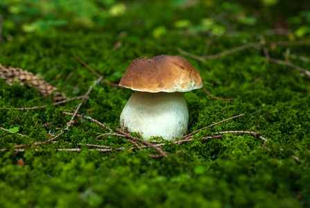 牛肝菌蓝靛果蘑菇生长在森林的地面在秋天的季节