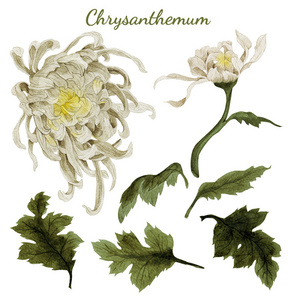 菊花插画手绘两个草图水彩黄色的菊花花水彩白菊花夏季复古花卉矢量