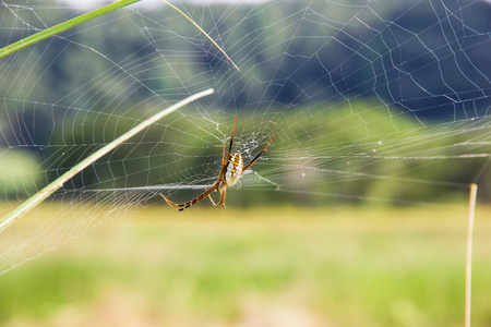 蜘蛛蜘蛛网上