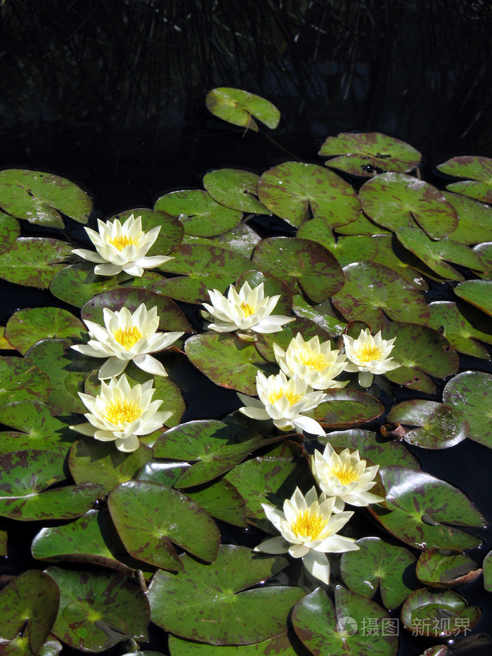 荷花睡莲waterlily的名词复数