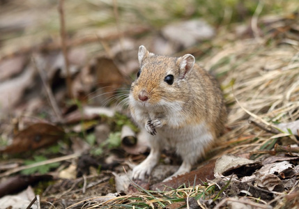 中午长爪沙鼠图片