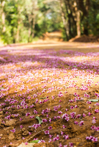 泰国樱花落在地面上图片