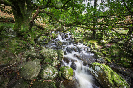 山间溪流流过绿色的森林。瀑布从长满苔藓的岩石。西湖区，英格兰，英国
