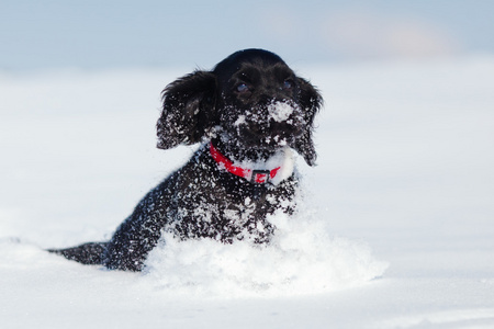 可爱的可卡犬小狗玩雪