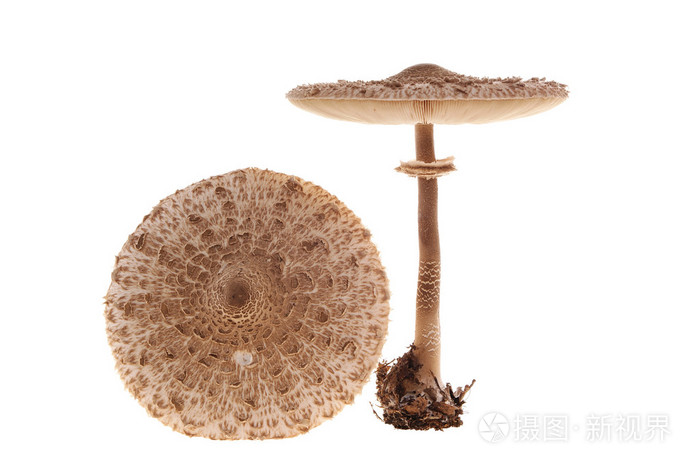 蘑菇 蘑菇状物,蘑菇形物体 (女用)蘑菇形草帽 暴发户