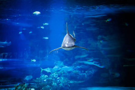 在水族馆中的鲨鱼