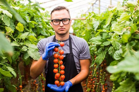 检查在温室番茄的友好年轻农艺师