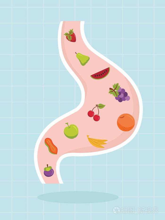 水果中的胃载体设计, 健康概念, 向量点检插画-正版商用图片00gzi5-摄