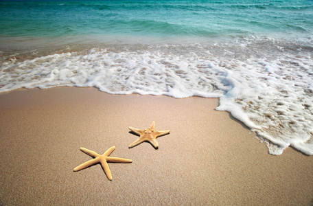 海滩上有两只海星