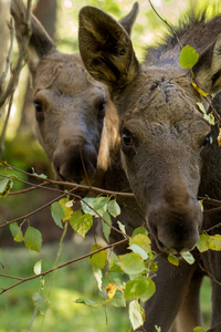 欧洲麋鹿驼鹿两犊牛吃树叶从病变，垂直图像