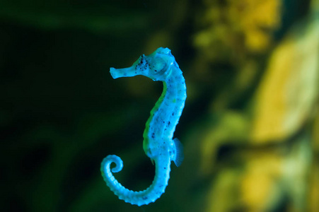 脊椎动物水海马在水照片