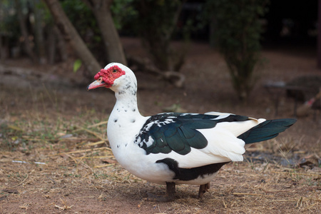 番鸭妈妈和小鸭.鸭子麝香鸭.